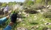 کشت گیاهان دارویی در ۳۰۰۰ هکتار از مراتع کهگیلویه وبویراحمدآغاز شد