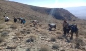 ۱۰۰ هکتار از مراتع شهرستان نی ریز احیاء شد