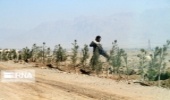 بازدید مدیرکل دفتر امور بیابان از نهالکاری 4200 هکتاری مناطق بیابانی جنوب کرمان 