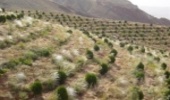 ۱۲۰ هکتار جنگل کاری در منطقه گلپرآباد ملایر انجام شد