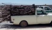 فارس/قاتلین درختان جنگلی فیروزآباد روانه زندان شدند