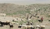 همدان/عشایر نقش مهمی در پیشگیری و جلوگیری از حریق در سطح مراتع دارند