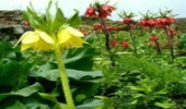 گلی خجل که زمین را به نظاره نشسته است 