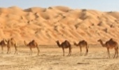 به روز رسانی دستورالعمل های فنی و اجرایی  بخش  بیابان