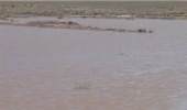 اصفهان/هدیه بارش های بهار به سدهای خاکیِ اردستان 