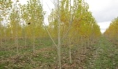 زراعت چوب در کشور دوباره رونق گرفت 