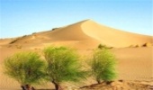 بیابان زایی؛ دردی که به جان زمین افتاده !