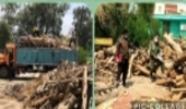 کشف ۸ تُن چوب غیرمجاز جنگلی در شهرستان جیرفت 