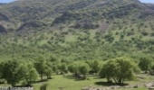 Forty Percent of the Country's Water is Stored in the Zagros Forests