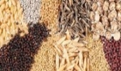 پیش‌بینی تولید ۱۰۰ تن بذور مرتعی در سال ۱۴۰۰