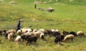 تمدید پروانه‌ چرای دام استان سمنان تا ۹ آذر امکان پذیر است