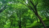  تحقق زراعت چوب در ۲۵۰۰ هکتار از اراضی ملی گیلان/ توسعه ۸۰۰ هکتاری جنگل ها