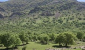 اجرای عملیات محلول پاشی در جنگل‌های زاگرس آذربایجان‌غربی آغاز شد