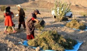 ارزآوری 100 میلیارد تومانی دو گیاه گران قیمت برای خراسان جنوبی