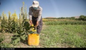 کشت آنغوزه به صورت پایلوت در چهارمحال و بختیاری کشت می‌شود