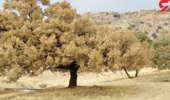 آسیب پروانه سفید به 41.5 هزار هکتار از جنگل های زاگرس / محلول بیولوژیک BT خطر بسیار کمی دارد 