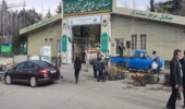 توزیع نهال رایگان و شیرینی به مناسبت ولادت حضرت قائم (عج)