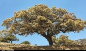کهگیلویه/اختصاص 240 میلیارد تومان برای حفاظت از جنگل‌های بلوط