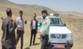 همدان/ ساماندهی کوچ عشایر و برخورد با دامداران غیر مجاز در سطح مراتع شهرستان ملایر