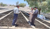 گام بزرگ شهرستان های کهگیلویه، لنده، چرام در طرح مردمی کاشت یک میلیارد درخت