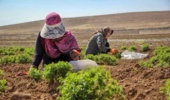 خراسان جنوبی/معافیت از پرداخت عوارض تمدید پروانه چرای دام با ارائه طرح‌های مناسب مرتعداری