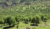 همدان/ عملیات واکاری ۶۰۰ هکتار از جنگل‌های رزن و درگزین