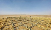 بادشکن های  زیستی، بیابان های ایران را «زیستی» می‌کند