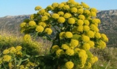 وجود 1300 گونه گیاهی متنوع  در استان سیستان و بلوچستان