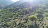 ذخیره‌گاه‌های جنگلی جنوب کرمان، گنجینه‌ای که باید حفظ شود 