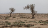 مشارکت ایران در تدوین سند ابتکار بینمنطقهای کنترل طوفانهای ماسه و گرد و غبار غرب آسیا