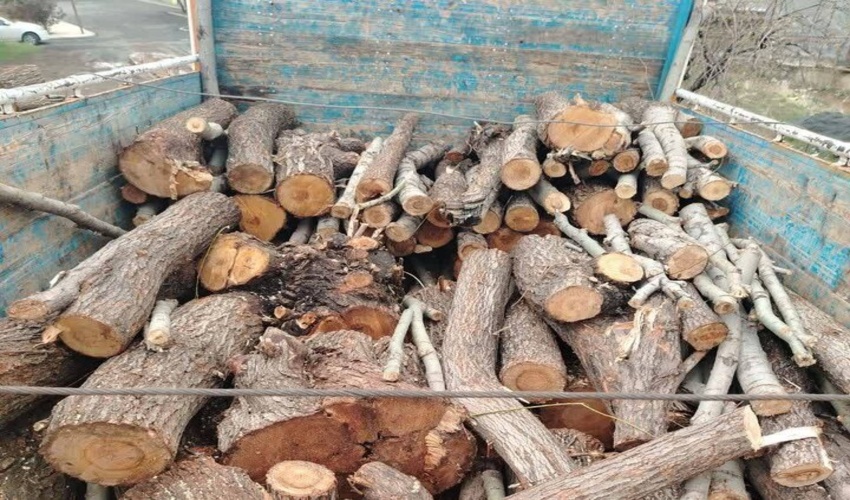 کشف 2300 تُن چوب تاغ در شرق اصفهان؛ 2 قاچاقچی دستگیر شدند