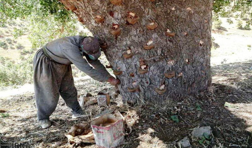 برداشت سقز از بنه‌زارهای کردستان ممنوع است
