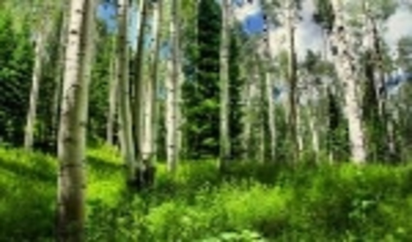 FAO Urges Further Actions to Save Oaks and Boxwood trees of Iranian Forests