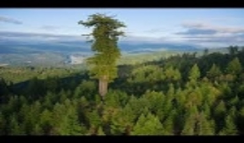Landmark Deal to Preserve Precious Sequoia Grove