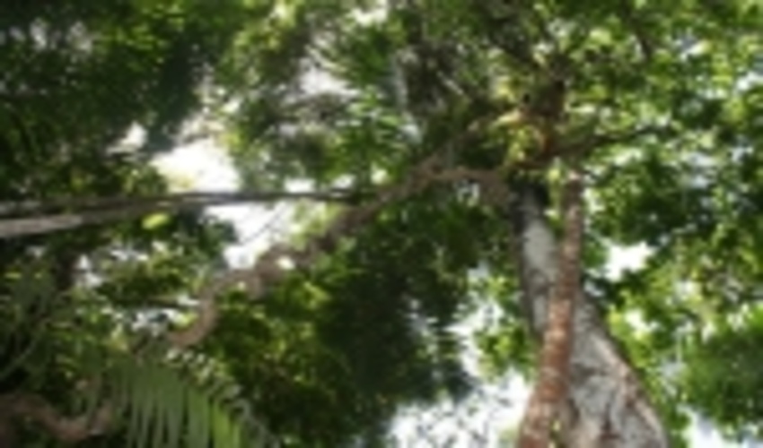 Forests: A natural solution to climate change, crucial for a sustainable future