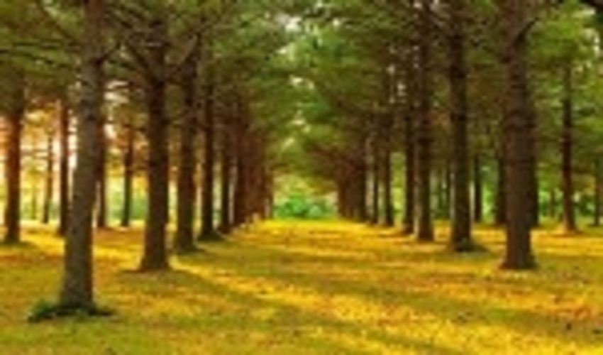 4th International Congress on Planted Forests (ICPF) held in China