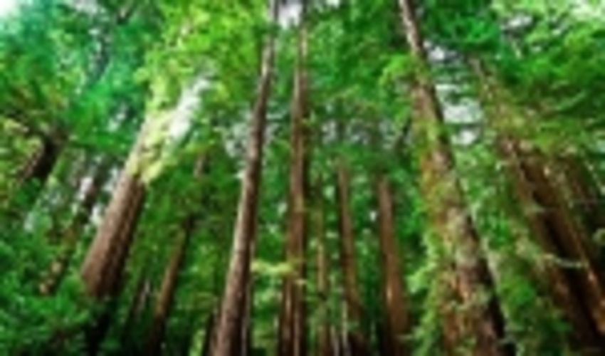 More than 8 000 hectares of new protected areas to Finland as 100th anniversary gifts