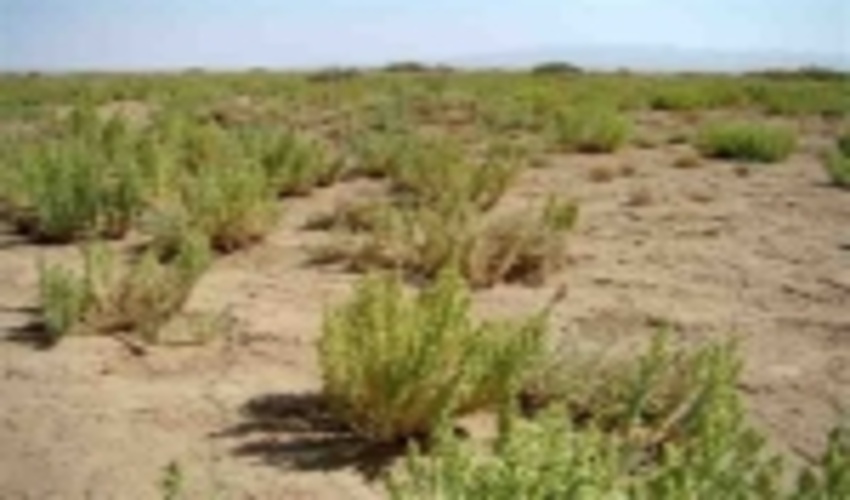 بیابان زدایی ۵۷۰ هکتار از اراضی طبیعی دیلم