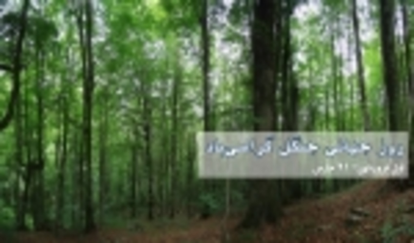 اولین روز بهار؛ روز جهانی جنگل