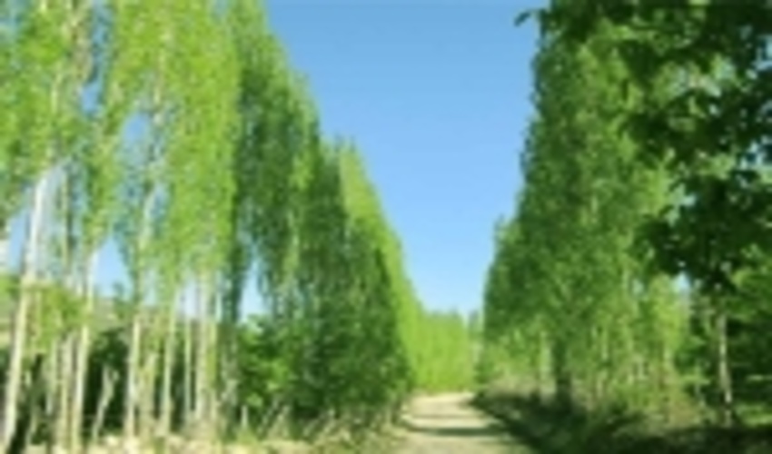 توزیع ۷۰ هزار اصله نهال صنوبر در خراسان شمالی