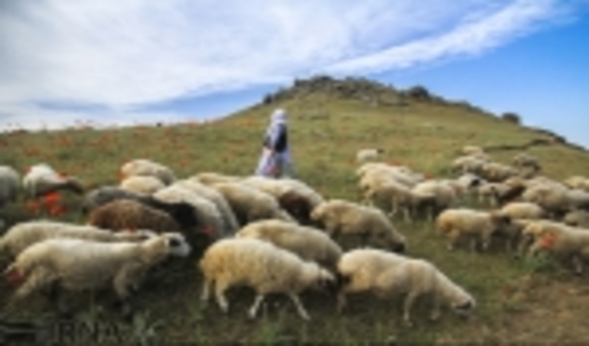 ۷۷۷ پروانه چرا در چهارمحال و بختیاری آماده ابطال است