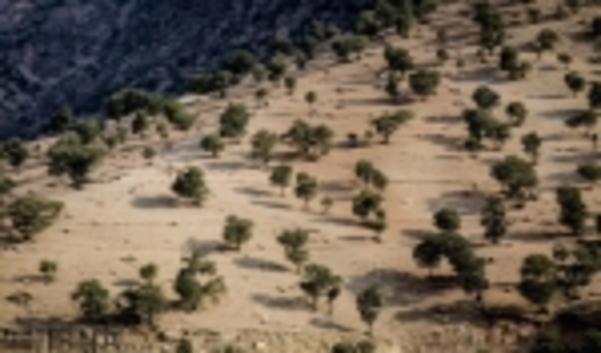 لزوم تاسیس پژوهشکده بلوط در لرستان 
