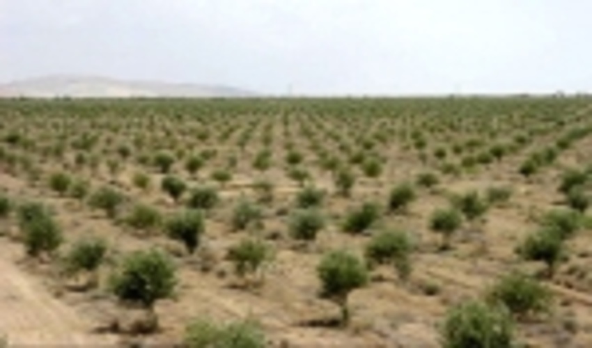 14 آذر طرح ملی بسیج همگانی نهالکاری در سراسر هرمزگان آغاز می شود