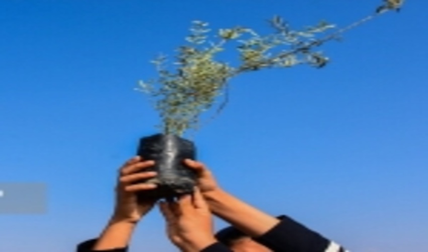 نهضت درختکاری با کاشت 10 هزار نهال در استان بوشهر انجام شد