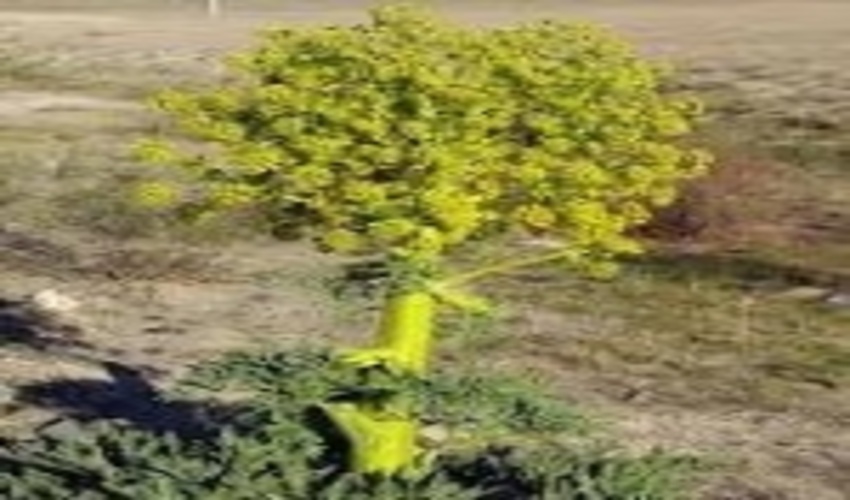 آغاز کاشت باریجه در مراتع خوانسار 