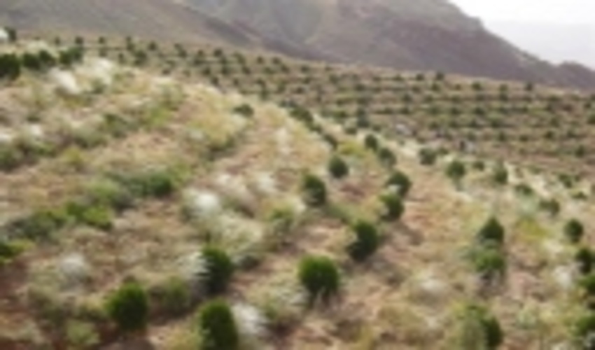 ۳۰ هزار هکتار به پوشش جنگلی کشور اضافه شد