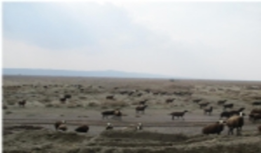 شناسایی و کنترل مناطق کانونی و خسارت زای آفات در جنگل ها و مراتع البرز
