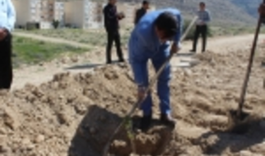 کاشت نهال در اراضی ملی شهرستان فراشبند