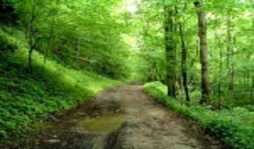 سمنان/سه عامل آسیب‌زا در آتش‌سوزی جنگل‌ها و مراتع
