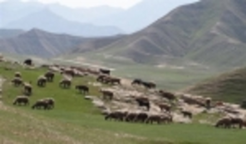 ۲۳۶۰ هکتار کپه کاری و بذرپاشی در استان سمنان انجام شد